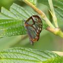 Greta morgane oto (Glasswing Butterfly).jpg